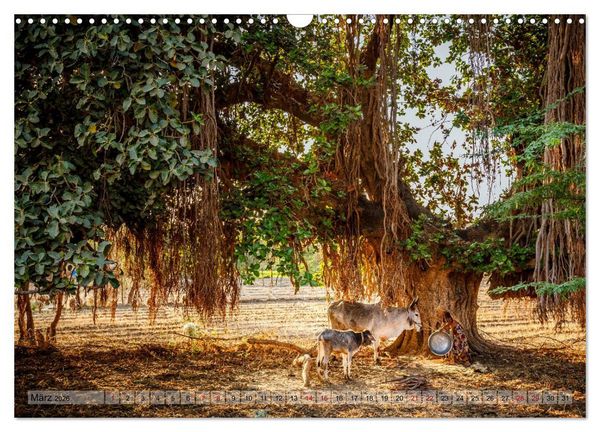 Produktbild: Indien Rajasthan: Unterwegs im Land der K&ouml;nige (Wandkalender 2026 DIN A3 quer), CALVENDO Monatskalender