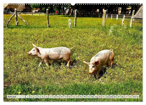 Produktbild: Fischland: zwischen Ostsee und Bodden (Wandkalender 2026 DIN A2 quer), CALVENDO Monatskalender
