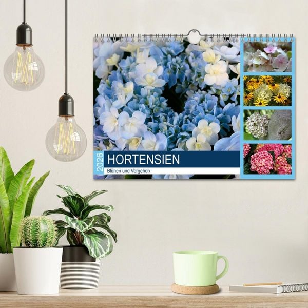 Produktbild: Hortensien Bl&uuml;hen und Vergehen (Wandkalender 2026 DIN A4 quer), CALVENDO Monatskalender