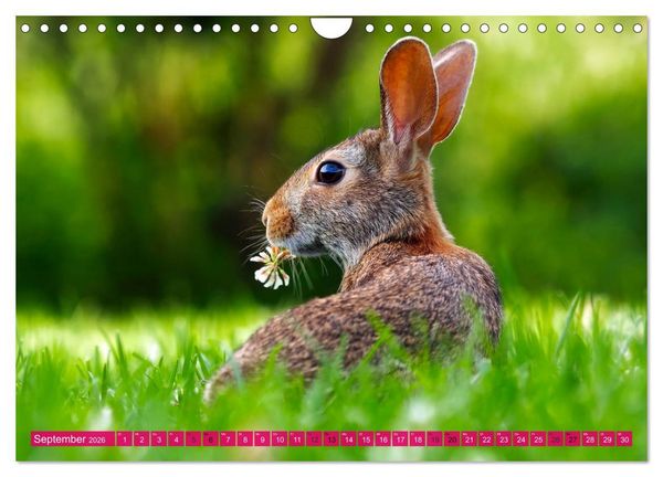 Produktbild: Kaninchen. Putzig, flauschig und geliebt (Wandkalender 2026 DIN A4 quer), CALVENDO Monatskalender