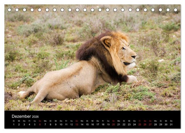 Produktbild: Faszinierendes S&uuml;dafrika (Tischkalender 2026 DIN A5 quer), CALVENDO Monatskalender