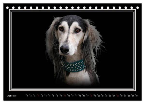 Produktbild: Saluki 2027 (Tischkalender 2027 DIN A5 quer), CALVENDO Monatskalender