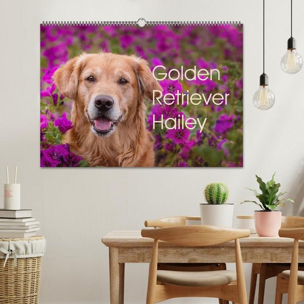 Produktbild: Golden Retriever Hailey Fotokalender (Wandkalender 2026 DIN A2 quer), CALVENDO Monatskalender