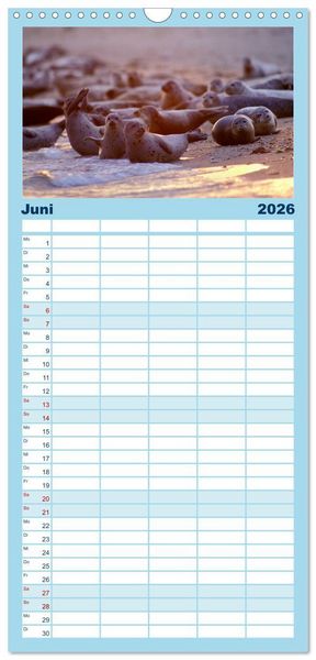 Produktbild: Familienplaner 2026 - Faszination Kegelrobben und Seehunde mit 5 Spalten (Wandkalender, 21 x 45 cm) CALVENDO