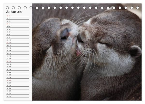 Produktbild: Seehunde und Otter. Putzige Gesellen, perfekte Schwimmer (Tischkalender 2026 DIN A5 quer), CALVENDO Monatskalender