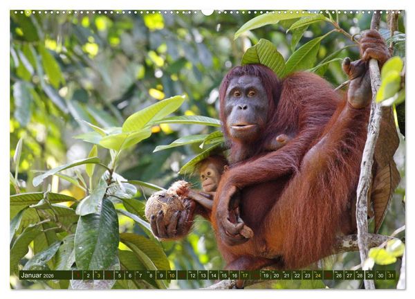 Produktbild: Borneo - Tierparadies Regenwald (hochwertiger Premium Wandkalender 2026 DIN A2 quer), Kunstdruck in Hochglanz
