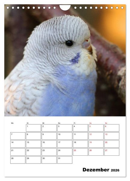 Produktbild: Der Wellensittich - mein bester Freund (Wandkalender 2026 DIN A4 hoch), CALVENDO Monatskalender
