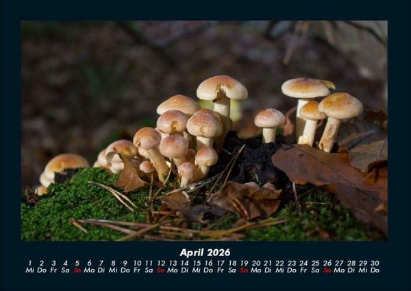 Produktbild: Pilzkalender 2026 Fotokalender DIN A4