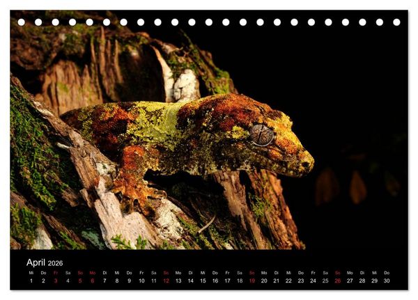 Produktbild: REPTILIEN (Tischkalender 2026 DIN A5 quer), CALVENDO Monatskalender