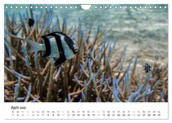 Produktbild: Unterwasserwelt der Malediven I (Wandkalender 2026 DIN A4 quer), CALVENDO Monatskalender