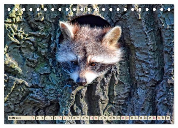 Produktbild: Waschb&auml;r - Niedlicher Allesfresser (Tischkalender 2026 DIN A5 quer), CALVENDO Monatskalender