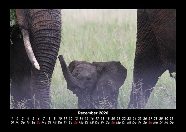 Produktbild: Elefanten - Die sanften Riesen Afrikas 2026 Fotokalender DIN A3