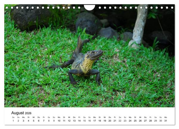 Produktbild: Faszination - Echsen (Wandkalender 2026 DIN A4 quer), CALVENDO Monatskalender