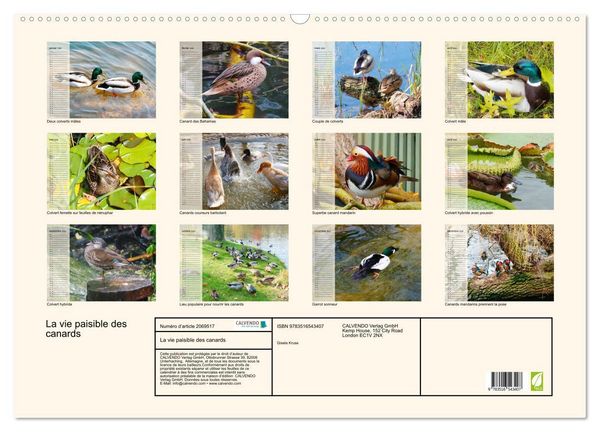 Produktbild: La vie paisible des canards (Calendrier mural 2026 DIN A2 vertical), CALVENDO calendrier mensuel