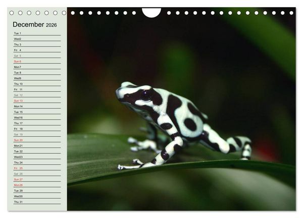 Produktbild: Poison dart frogs / UK-Version / Birthday Calendar (Wall Calendar 2026 DIN A4 landscape), CALVENDO 12 Month Wall Calendar