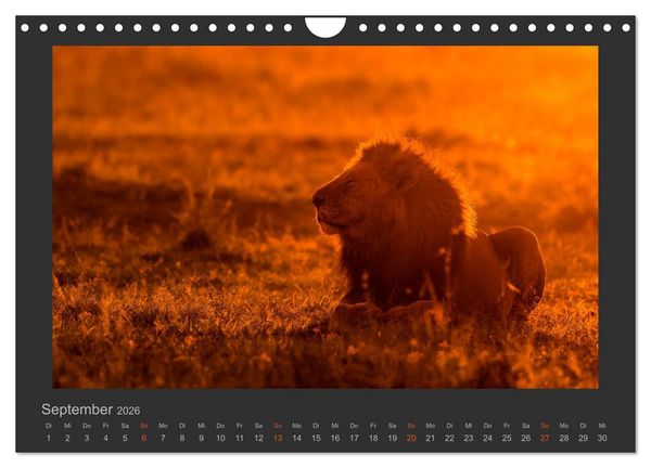 Produktbild: L&ouml;wen Wildlife-Fotografien (Wandkalender 2026 DIN A4 quer), CALVENDO Monatskalender
