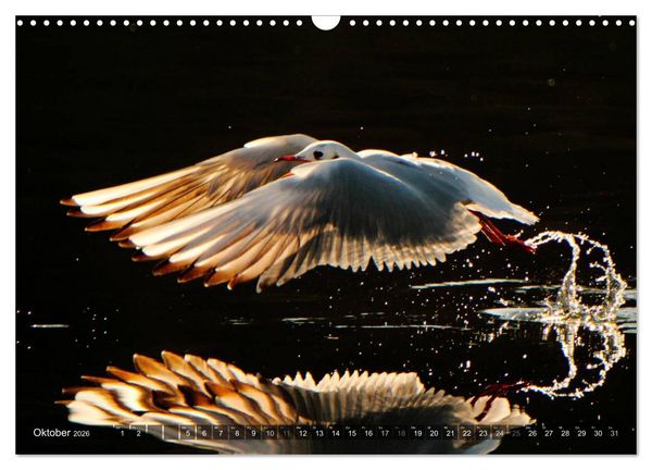 Produktbild: V&Ouml;GEL (Wandkalender 2026 DIN A3 quer), CALVENDO Monatskalender