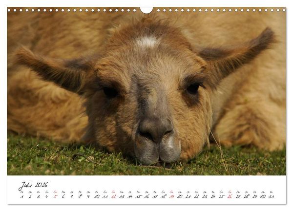 Produktbild: DIE LAMAS VON DER LAHN (Wandkalender 2026 DIN A3 quer), CALVENDO Monatskalender