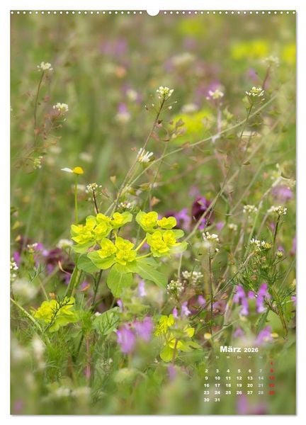 Produktbild: Ein Spaziergang &uuml;ber eine Sommerwiese (Wandkalender 2026 DIN A2 hoch), CALVENDO Monatskalender