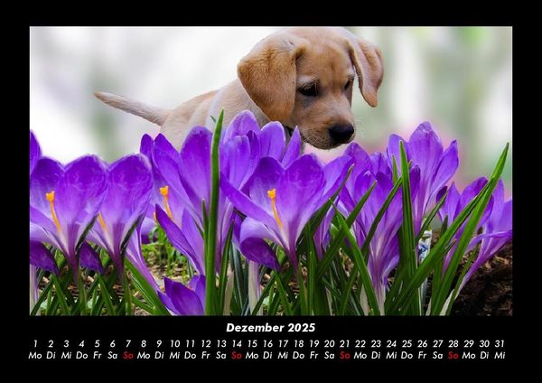 Produktbild: Welpen 2025 Fotokalender DIN A3