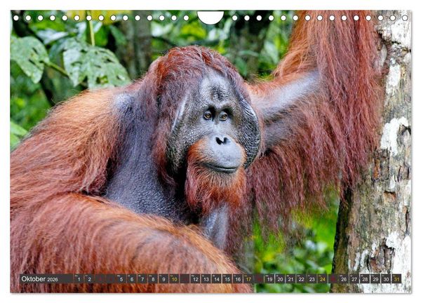 Produktbild: Waldmenschen - Orang Utans auf Borneo (Wandkalender 2026 DIN A4 quer), CALVENDO Monatskalender