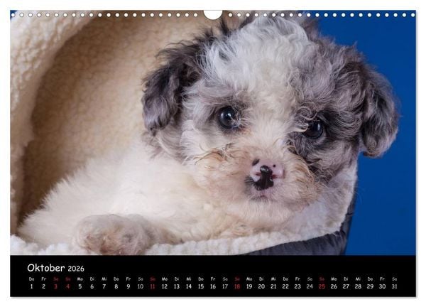 Produktbild: Bolonka Welpenstube (Wandkalender 2026 DIN A3 quer), CALVENDO Monatskalender