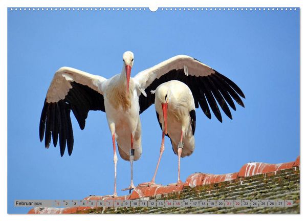 Produktbild: Zu Gast bei Familie Storch (Wandkalender 2026 DIN A2 quer), CALVENDO Monatskalender