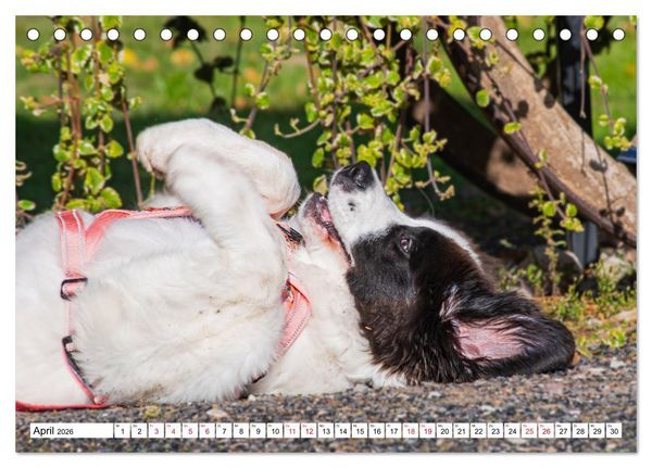 Produktbild: Traumhund Landseer (Tischkalender 2026 DIN A5 quer), CALVENDO Monatskalender