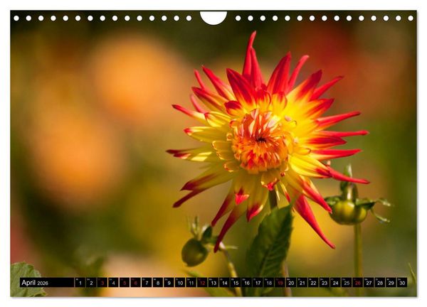 Produktbild: Dahlia - Dahlien (Wandkalender 2026 DIN A4 quer), CALVENDO Monatskalender