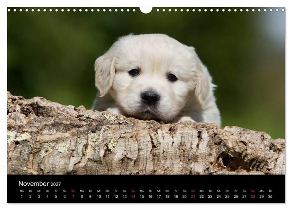 Produktbild: Hundewelpen (Wandkalender 2027 DIN A3 quer), CALVENDO Monatskalender
