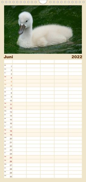 Produktbild: Das faszinierende Leben der Schw&auml;ne - Familienplaner hoch (Wandkalender 2022 , 21 cm x 45 cm, hoch)
