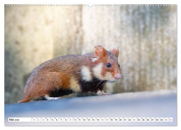 Produktbild: Herzige Feldhamster - farbenfrohe Nagetiere im st&auml;dtischen Lebensraum (hochwertiger Premium Wandkalender 2026 DIN A2 quer), Kunstdruck in Hochglanz