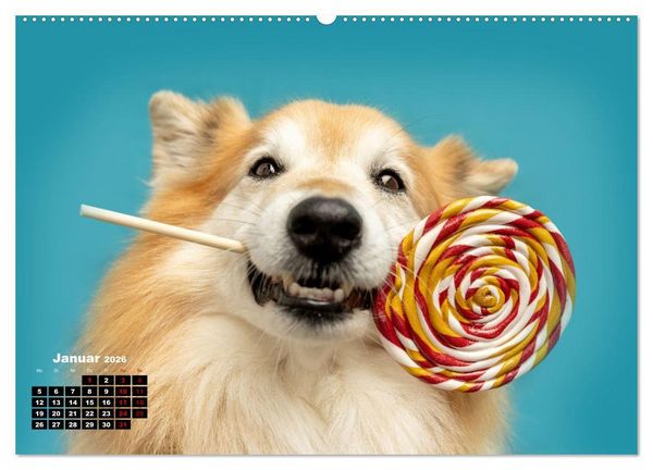 Produktbild: S&uuml;&szlig;e Schnauzen (hochwertiger Premium Wandkalender 2026 DIN A2 quer), Kunstdruck in Hochglanz