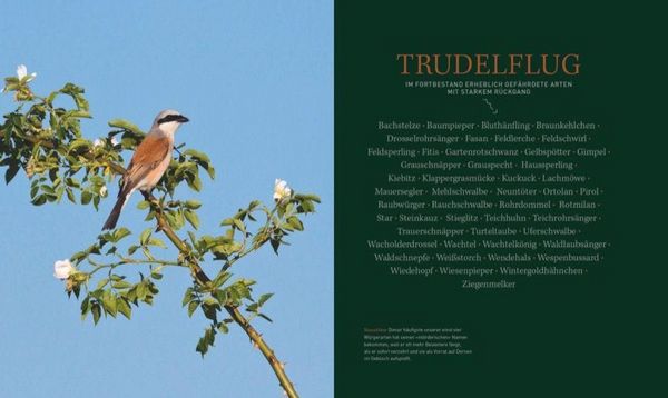 Produktbild: Unsere einzigartige Vogelwelt