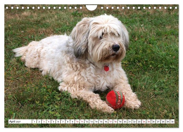 Produktbild: Tibet-Terrier - Eine Hunderasse mit Charakter (Wandkalender 2027 DIN A4 quer), CALVENDO Monatskalender