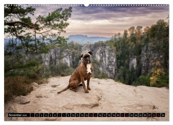 Produktbild: K&auml;the - ein Boxer mit Charme (hochwertiger Premium Wandkalender 2026 DIN A2 quer), Kunstdruck in Hochglanz