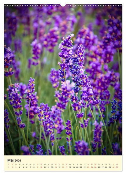 Produktbild: Provence Lavendel Paradies (Wandkalender 2026 DIN A2 hoch), CALVENDO Monatskalender