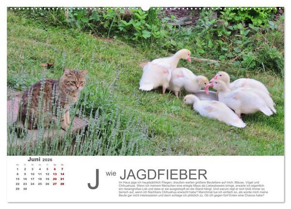 Produktbild: Katzen ABC (Wandkalender 2026 DIN A2 quer), CALVENDO Monatskalender