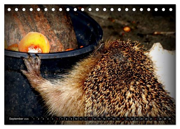 Produktbild: Meine Igel (Tischkalender 2026 DIN A5 quer), CALVENDO Monatskalender