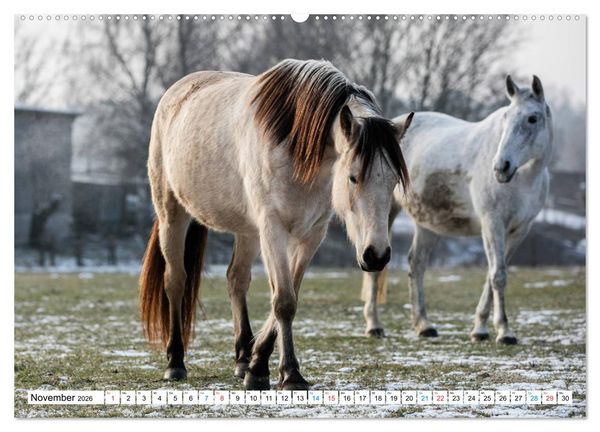 Produktbild: Durch das Jahr mit dem Connemara Pony Holly (hochwertiger Premium Wandkalender 2026 DIN A2 quer), Kunstdruck in Hochglanz
