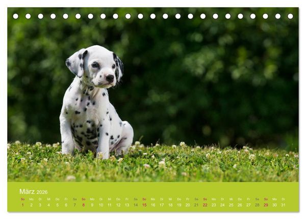 Produktbild: Welpen im Fr&uuml;hling (Tischkalender 2026 DIN A5 quer), CALVENDO Monatskalender