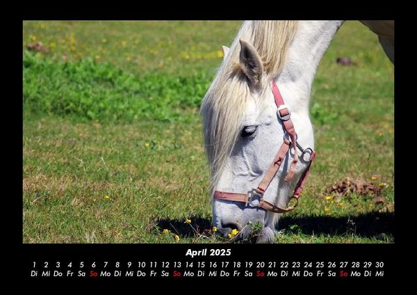 Produktbild: Die Welt der Pferde 2025 Fotokalender DIN A3
