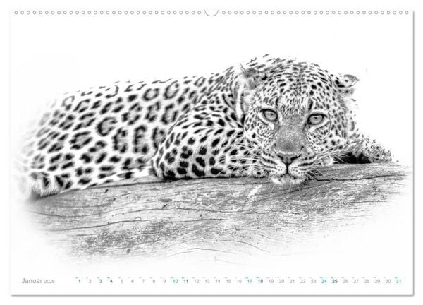 Produktbild: AFRIKA - Schwarz-weiss Fotografien im modernen "High Key" Look (hochwertiger Premium Wandkalender 2026 DIN A2 quer), Kunstdruck in Hochglanz