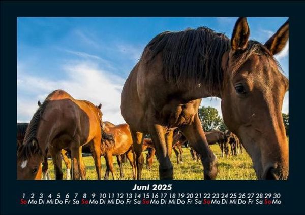 Produktbild: Die Welt der Pferde 2025 Fotokalender DIN A5