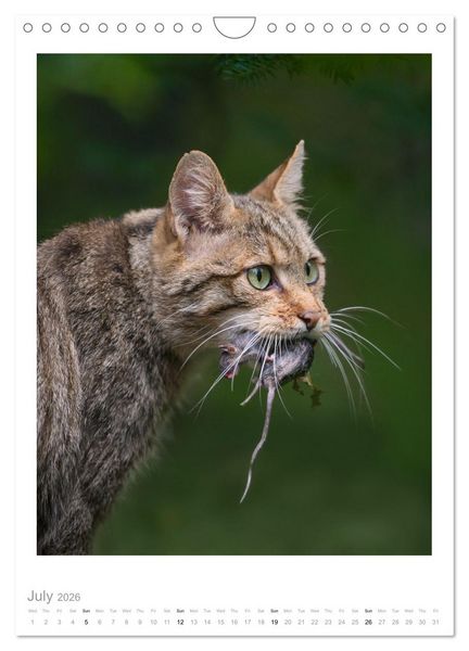 Produktbild: European Wildcats (Wall Calendar 2026 DIN A4 portrait), CALVENDO 12 Month Wall Calendar