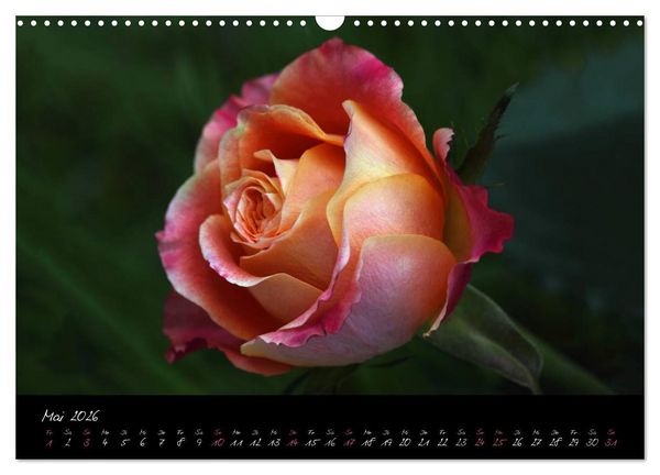 Produktbild: Rosen Romanze - Visuelle Musik (Wandkalender 2026 DIN A3 quer), CALVENDO Monatskalender
