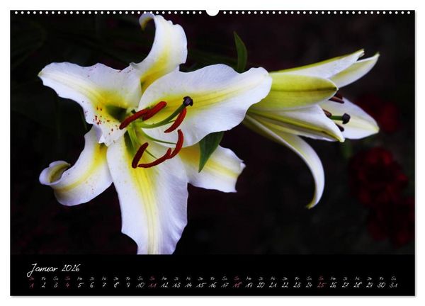 Produktbild: Soul-Jazz - Visuelle Musik der Blumen (hochwertiger Premium Wandkalender 2026 DIN A2 quer), Kunstdruck in Hochglanz