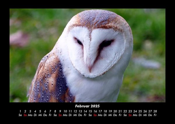 Produktbild: Welt der V&ouml;gel 2025 Fotokalender DIN A3