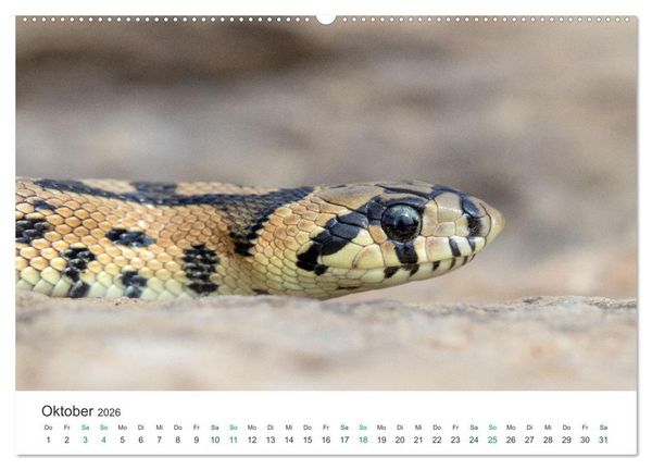 Produktbild: Schlangen - Portraits europ&auml;ischer Arten (hochwertiger Premium Wandkalender 2026 DIN A2 quer), Kunstdruck in Hochglanz