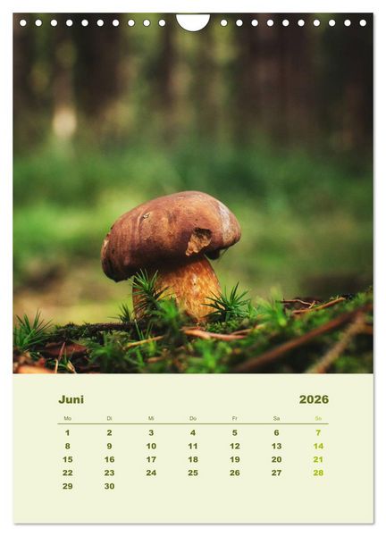 Produktbild: Wundersame Welt der Pilze (Wandkalender 2026 DIN A4 hoch), CALVENDO Monatskalender